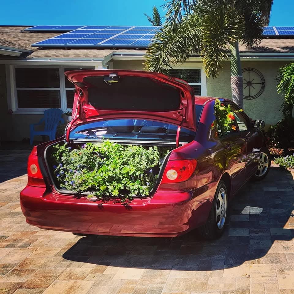 Douglas's red Toyota Corolla, trunk open and packed with plants in a St. Petersburg driveway