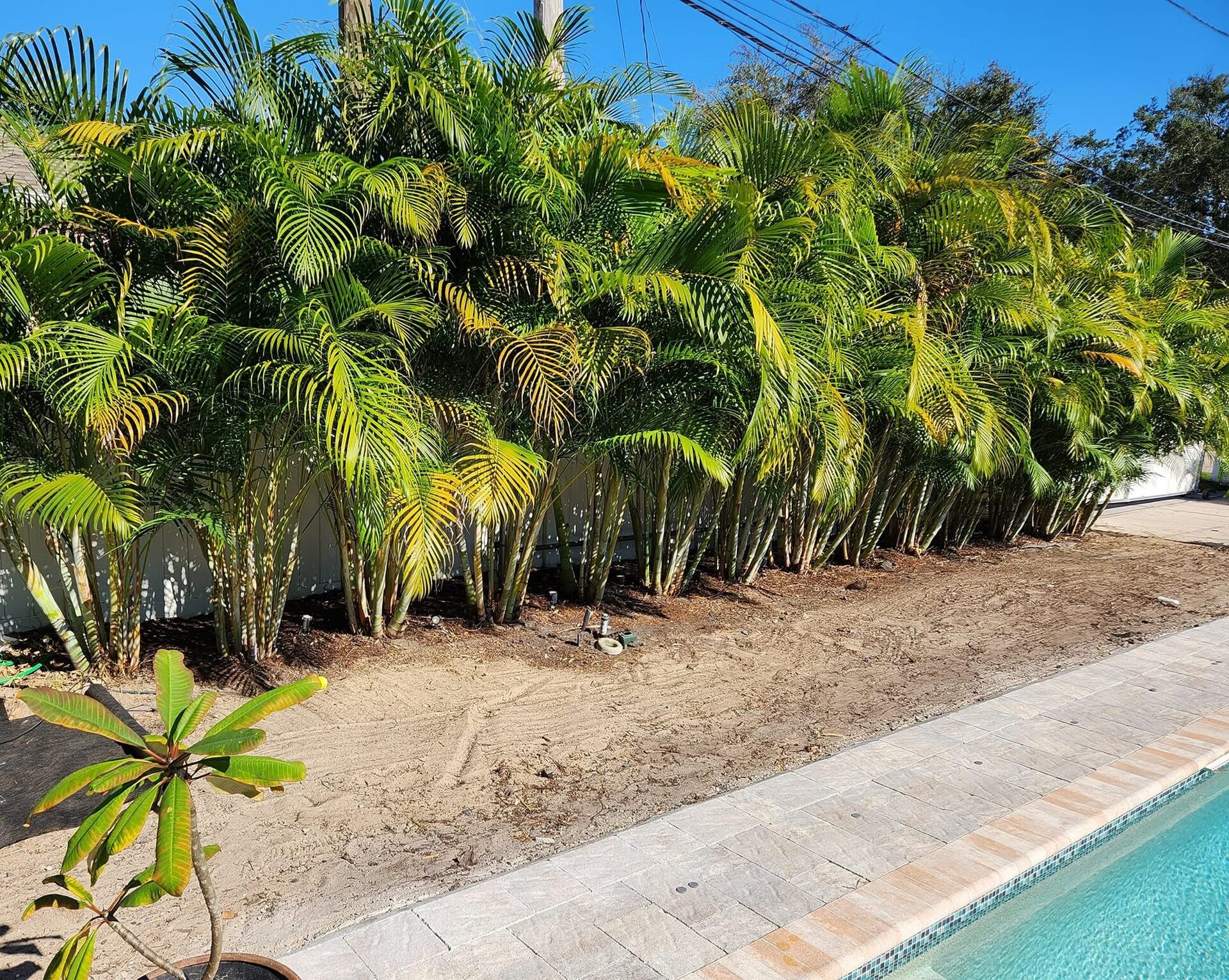Areca palm privacy screen along a pool fence line under a deep blue Florida sky