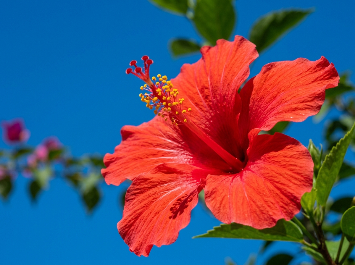 Close red hibiscus bloom against a clear deep blue sky, echoing the BeGlad logo